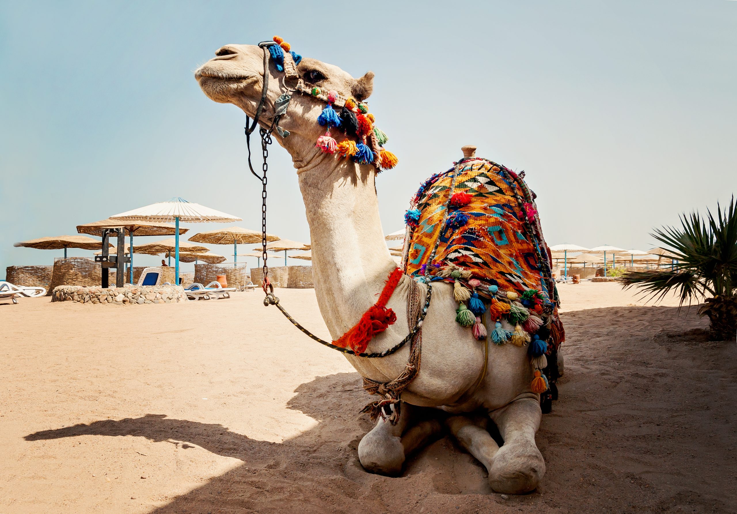 camel for tourist trips is in the sand on the beach in Egypt